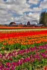 USA, Washington State, Skagit Valley. Red barn and tulips grown in field Art Print